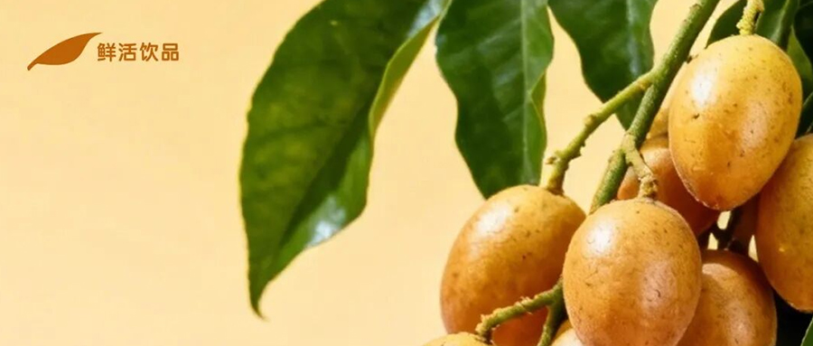 黄皮小金果，鲜爽清甜超解腻