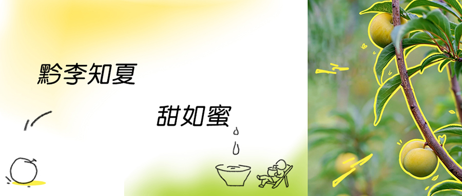 贵州的山谷里，藏着蜜色的夏天